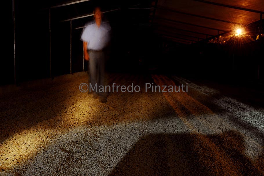 12 Illy Geen Coffe Costa Rica . Coffee's dry