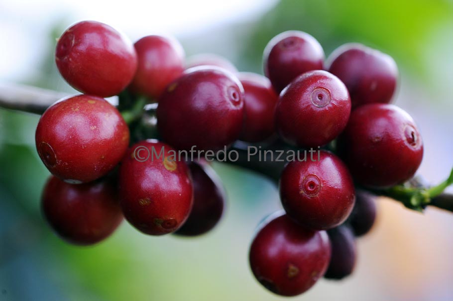 21 Illy Green Coffe . Coffe plant