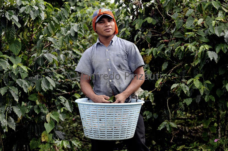 5 Illy Green Coffe Costa Rica . Harvest