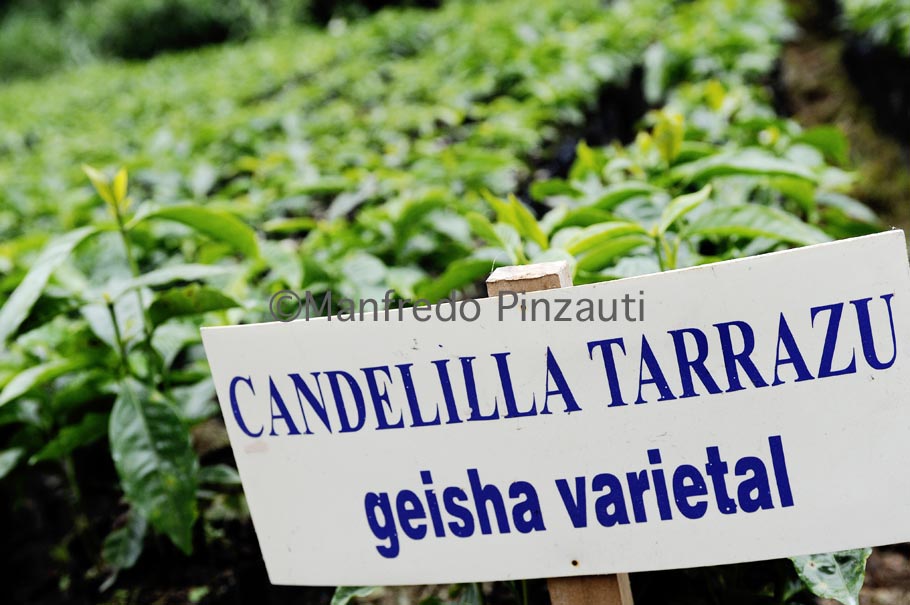 6 Illy Green Coffe Costa Rica . Coultivation