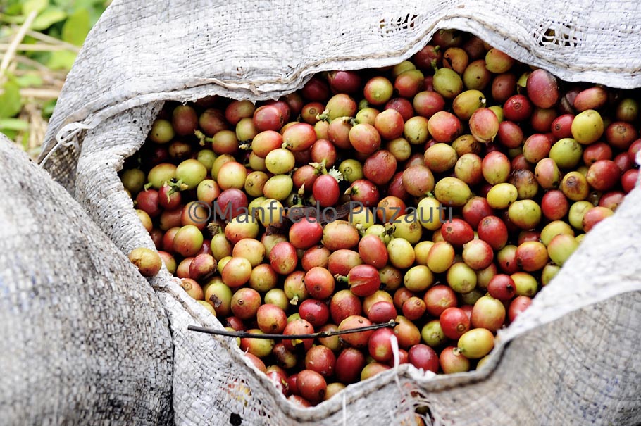8 Illy Green Coffe Costa Rica . Harvest