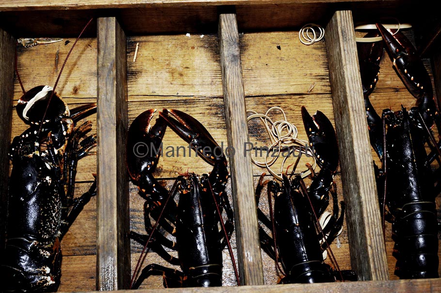 Lobster safari, Fiskebackskil village, Sweden